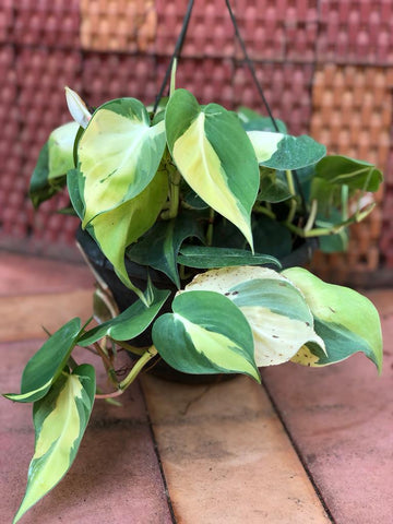 hanging plant  Variety