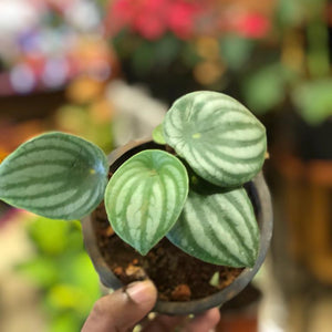 Water melon peperomia