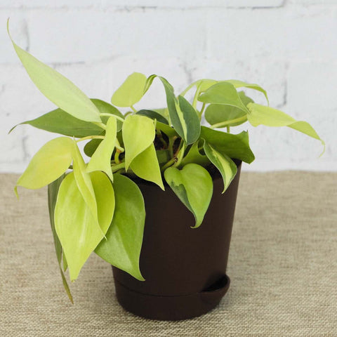 Philodendron royal king