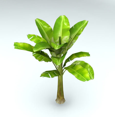 Musa paradisiaca Banana tree