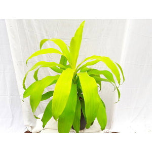 Dracaena gold