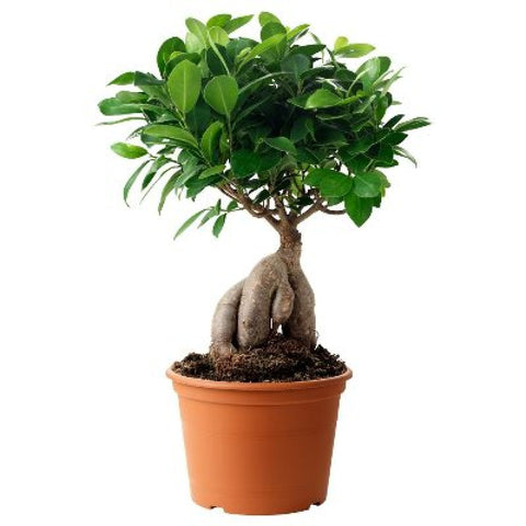 Ficus Bonsai