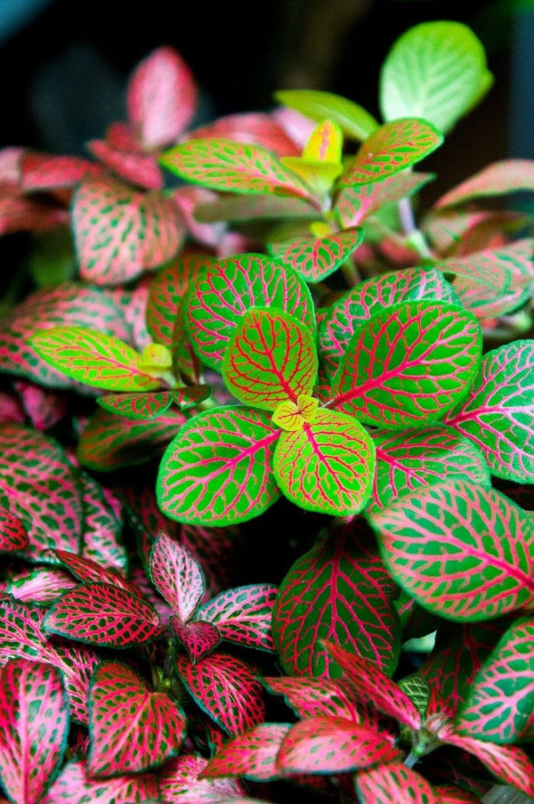 Fittonia mix color