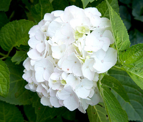 Hydrangea asorted