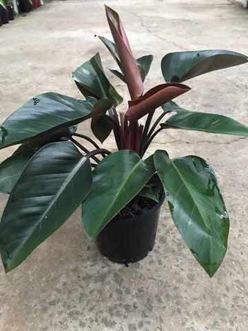 Philodendron Congo Red