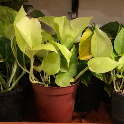Golden Pothos money plant