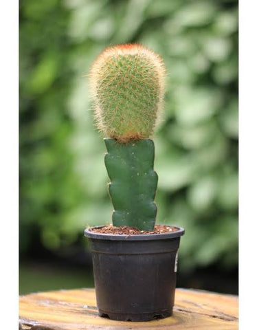 Grafted catus