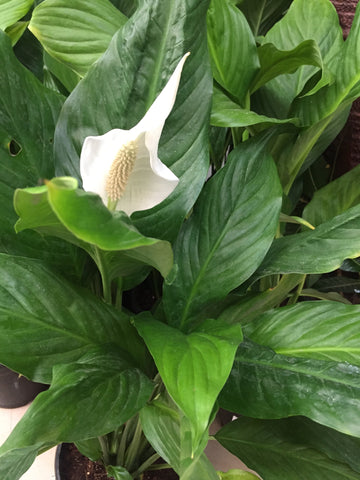 Spathiphyllum (Peace Lily Plant)