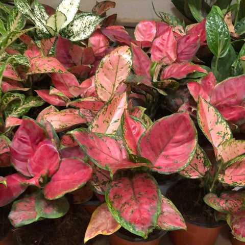 Aglaonema pink