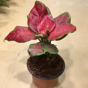 Aglaonema pink