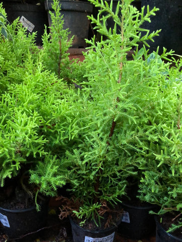 Golden cypress