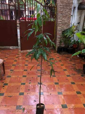 Ashoka tree Polyalthia longifolia