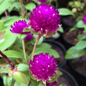 vadamalli/ Gomphrena