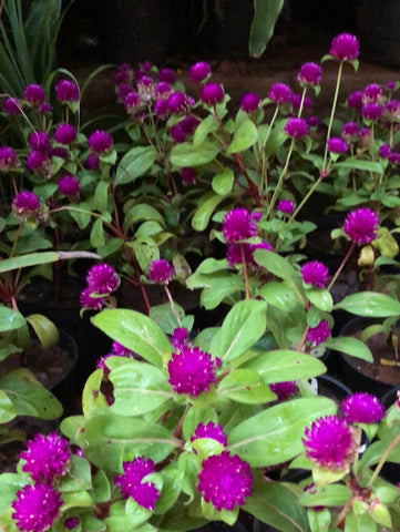 vadamalli/ Gomphrena