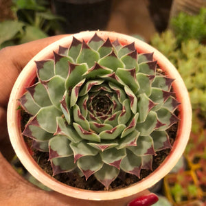 succulent