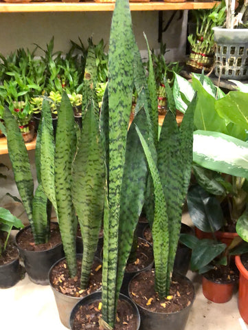 Sensevieria
