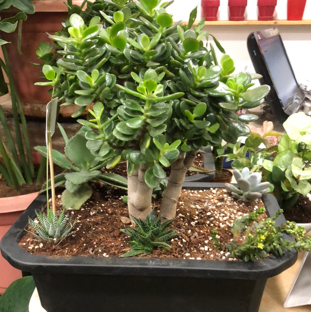 Jade Bonsai Mini Garden