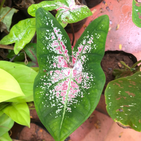 Caladium