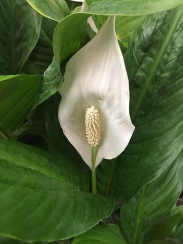 Spathiphyllum (Peace Lily Plant)