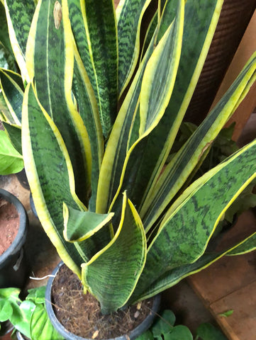 Snake plant / Sanseviera