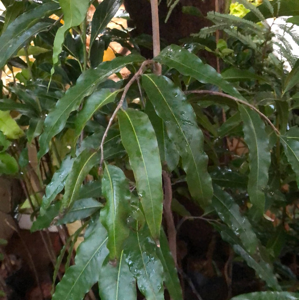 Ashoka tree Polyalthia longifolia