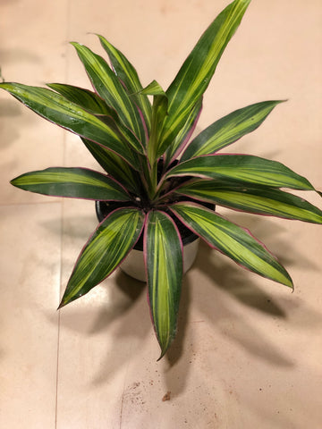Dracena cordyline kiwi