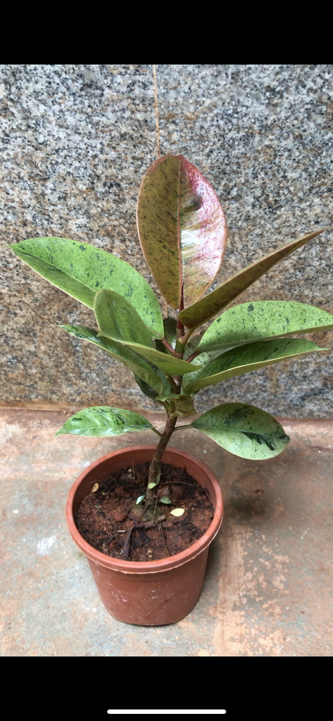 Ficus rubber shivereana
