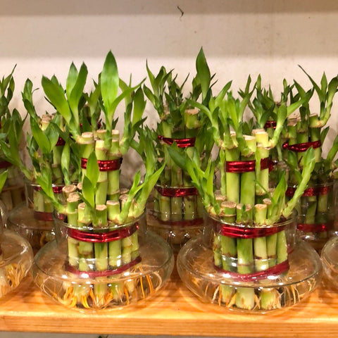 Lucky Bamboo