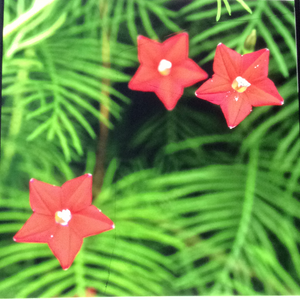 Mayil manikkam / cypress vine