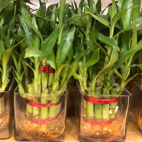 Lucky Bamboo