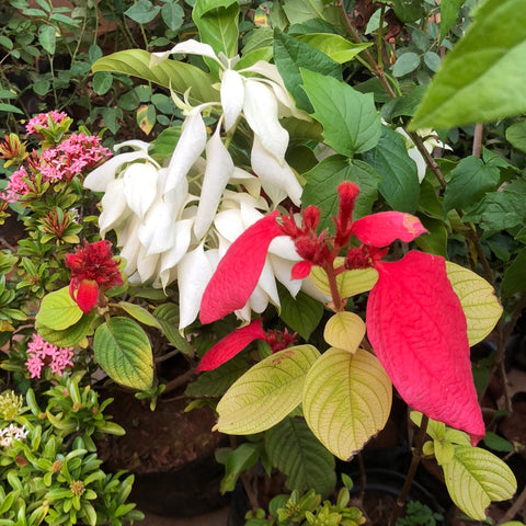Mussaenda