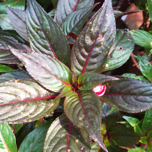 Impatiens Balsam