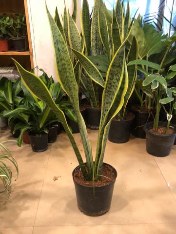 Snake plant / Sanseviera