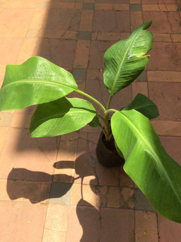 Musa paradisiaca Banana tree