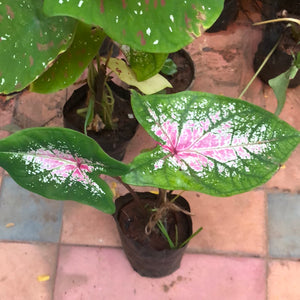 Caladium