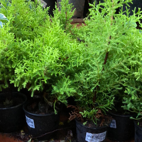 Golden cypress