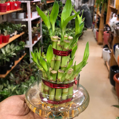 Lucky Bamboo