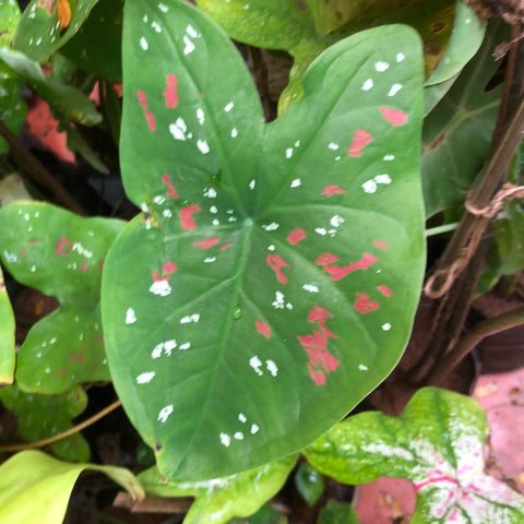 Caladium