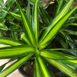 Dracena massangena