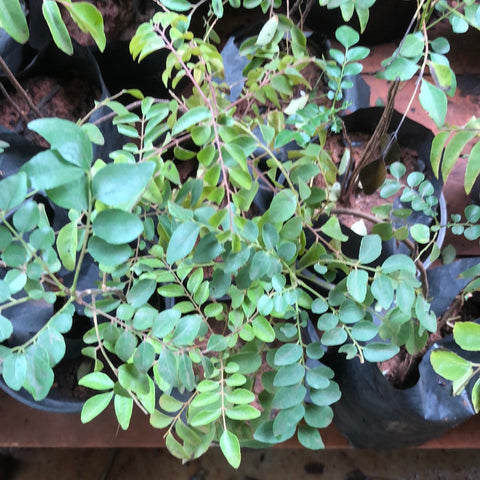Curry leaves / Kaṟivēppilai