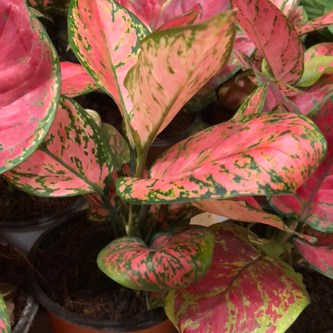 Aglaonema pink