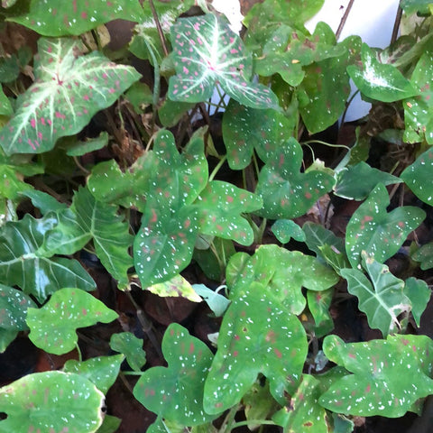 Caladium