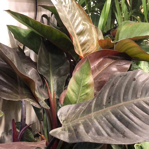 Philodendron Congo Red