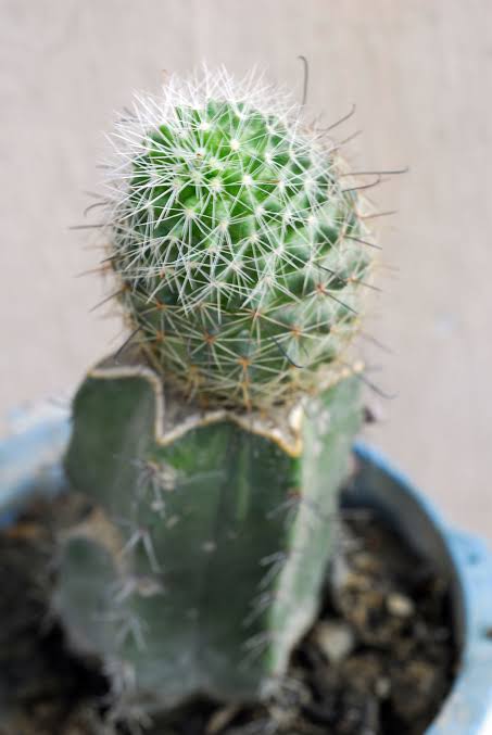 Grafted catus