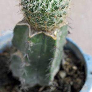 Grafted catus