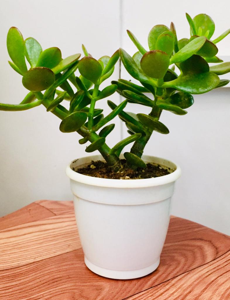 Jade plant (s)