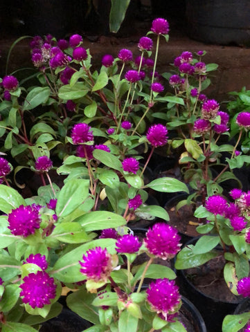 vadamalli/ Gomphrena