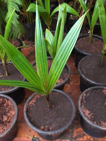 Coconut tree with pot