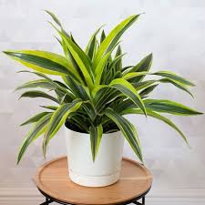 Dracaena lemon lime