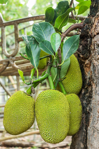 jackfruit tree